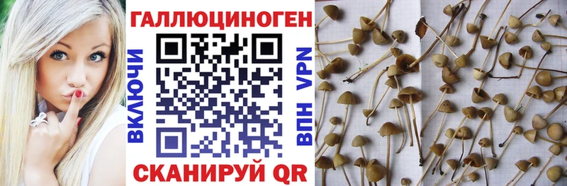 купить наркоту  Разумное  Псилоцибиновые грибы мицелий 